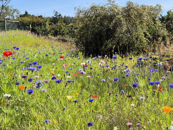 The gardens at Duynvegan Castle on the Isle of Skye.